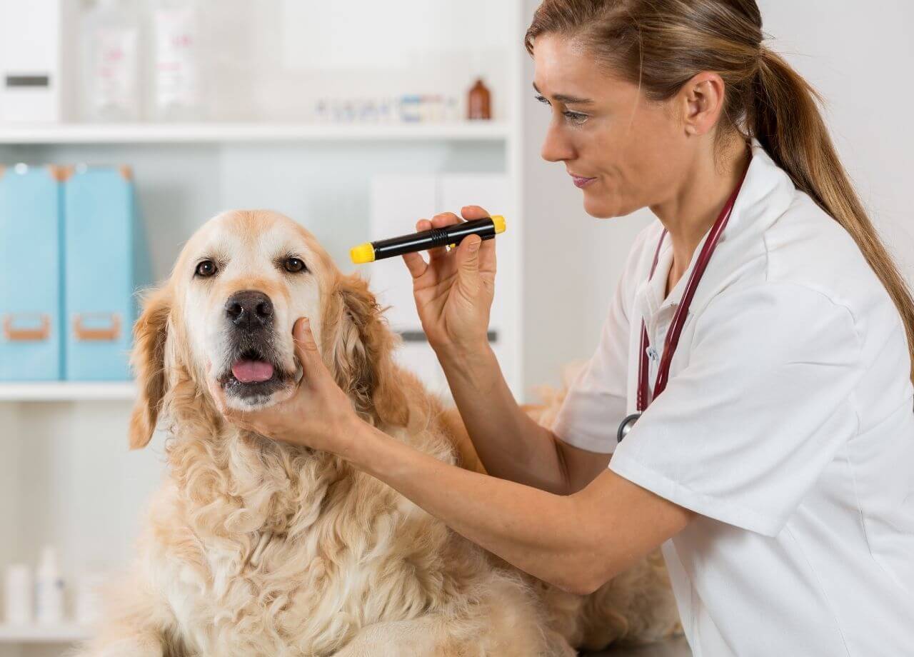 Cómo ayudar a tu mascota a superar el miedo al veterinario
