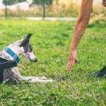 adiestramiento-canino